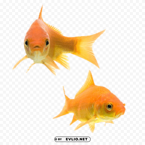 goldfish couple PNG transparent images bulk