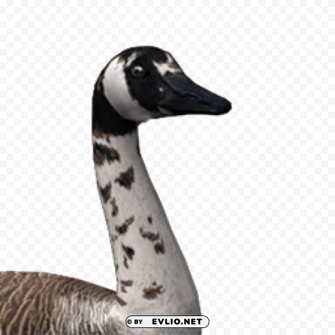 goose Isolated Artwork on Transparent Background