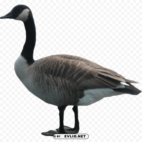 goose ClearCut Background Isolated PNG Design