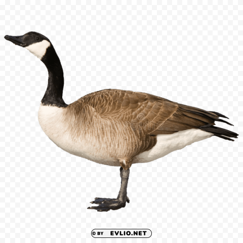 goose free s Clear Background Isolation in PNG Format