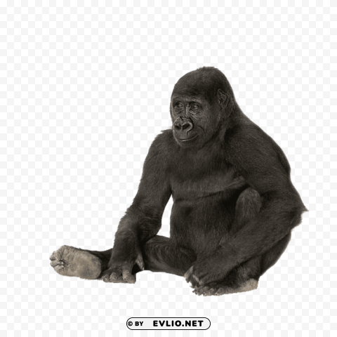 gorilla s Isolated Artwork on Transparent PNG