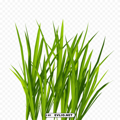 grass Isolated Artwork on Transparent Background
