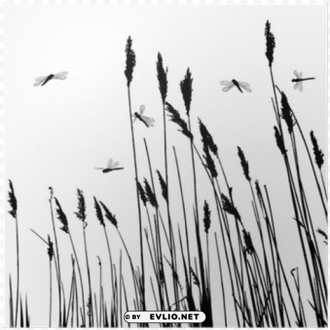 grasses stencil Isolated Graphic on HighResolution Transparent PNG