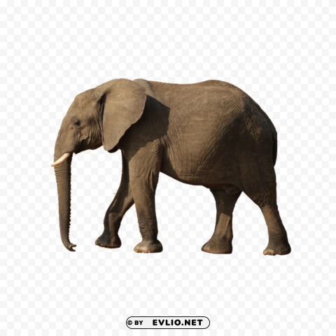 gray elephant standing Isolated Graphic with Clear Background PNG