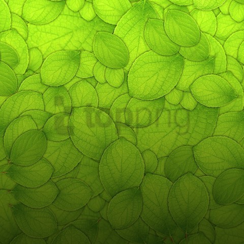 Green Background Texture Transparent PNG Vectors