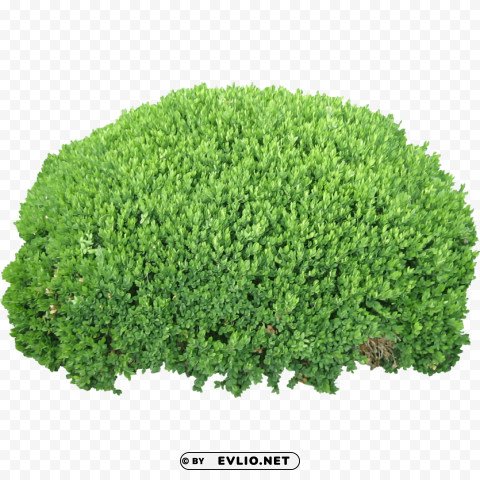 green bush Free PNG images with transparent layers compilation