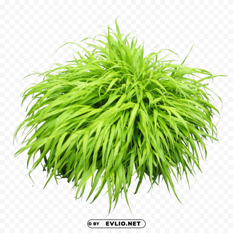 Green Grass HD Transparent PNG