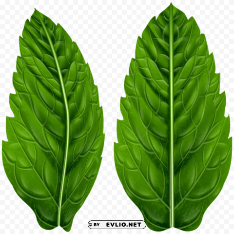 green leaves PNG graphics with transparent backdrop