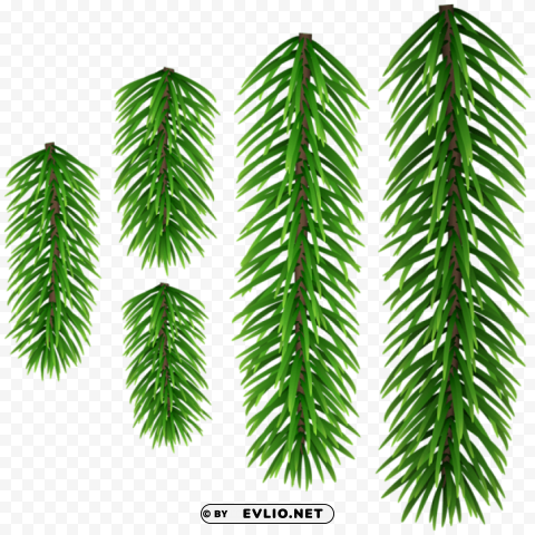 green pine branches Isolated Design Element on Transparent PNG