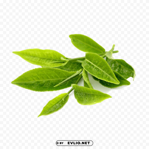 Green Tea PNG Image With Isolated Artwork