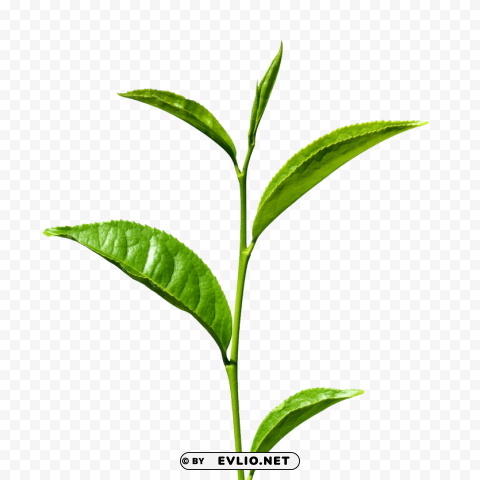 green tea s PNG graphics with clear alpha channel selection