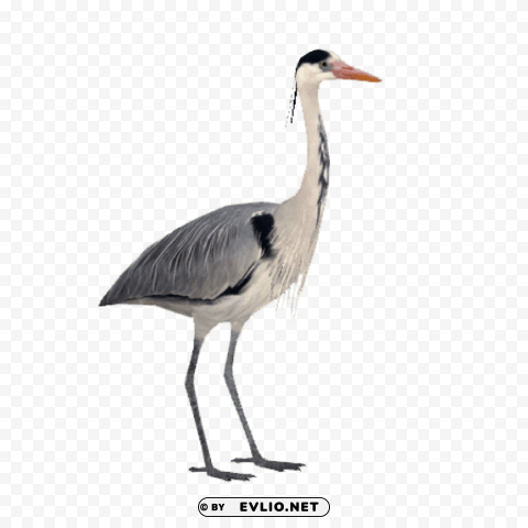 grey heron Isolated PNG Graphic with Transparency