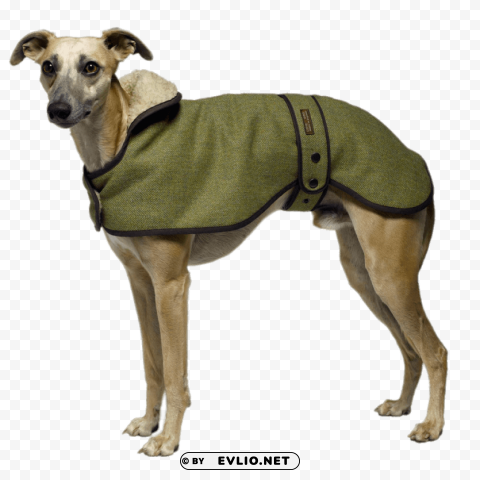 greyhound wearing a coat Isolated Artwork on Transparent Background