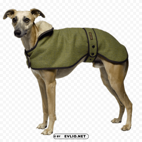 greyhound wearing a coat Isolated Artwork on Transparent Background png images background - Image ID d00c2000