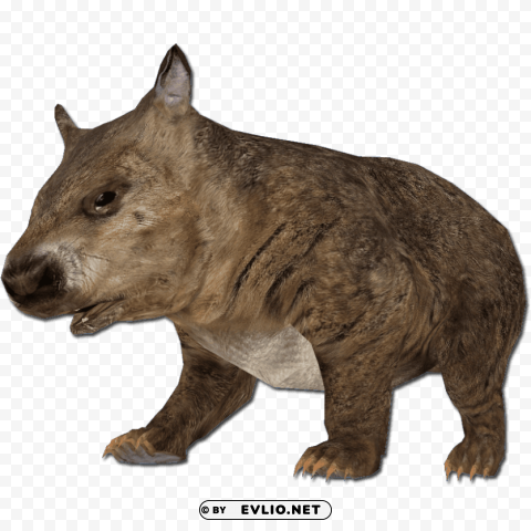 hairy nosed wombat Isolated Element with Clear PNG Background