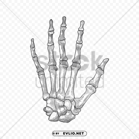 hand holding hand skeleton Transparent PNG Isolated Illustration