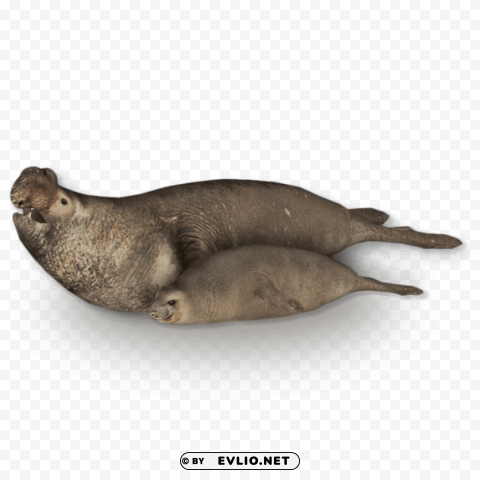 harbor seal PNG transparent images for printing