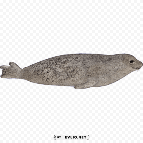 harbor seal PNG transparent stock images