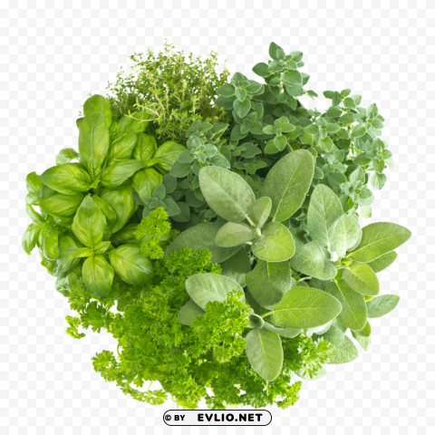 herb free download Transparent PNG Isolated Illustrative Element