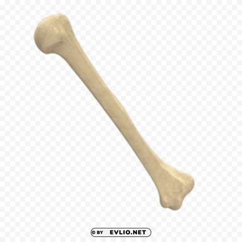 Transparent background PNG image of humerus PNG Isolated Subject on Transparent Background - Image ID 1ad4fce2