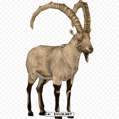 ibex PNG images with high-quality resolution