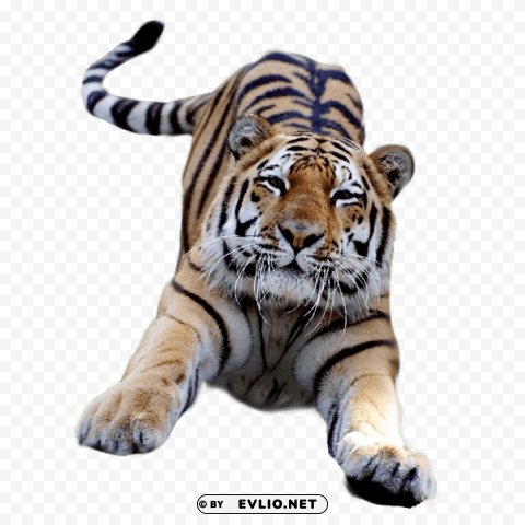 jumping tiger PNG files with transparent elements wide collection