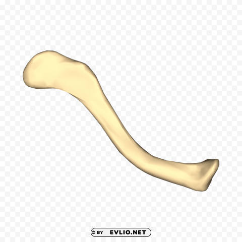 left clavicle PNG objects