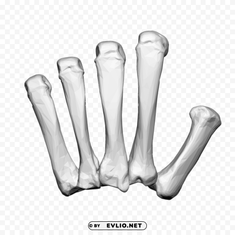 left hand carpal bones PNG photo