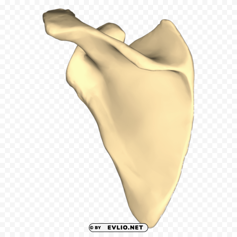 Transparent background PNG image of left scapula PNG photo with transparency - Image ID 2d94e0e8