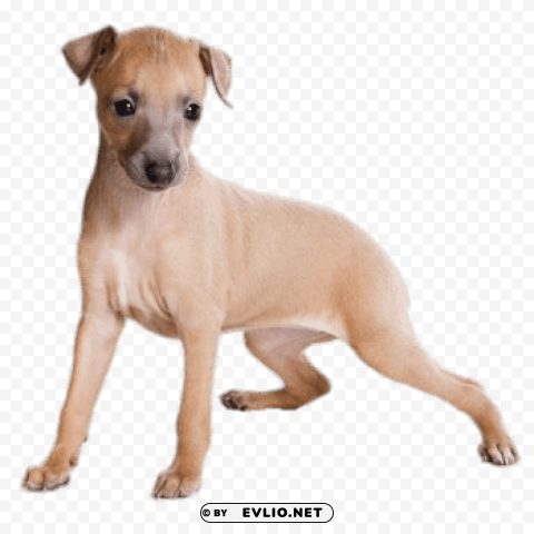 light brown greyhound puppy PNG design elements