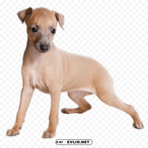 Light Brown Greyhound Puppy PNG Design Elements