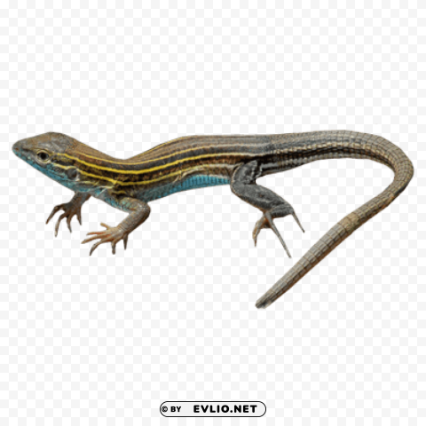lizard Transparent PNG art png images background - Image ID fa34fc50