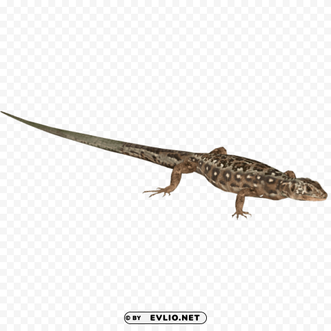 lizard PNG with clear transparency