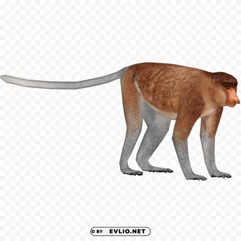 macaque free s Transparent PNG Isolated Object with Detail