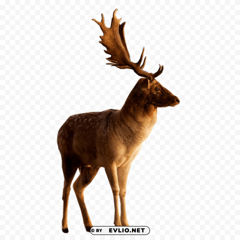 male deer looking to side PNG Graphic with Clear Background Isolation