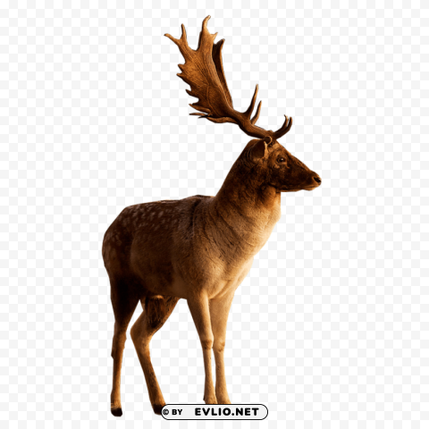 Male Deer Looking To Side PNG Graphic With Clear Background Isolation