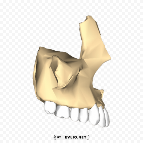 maxilla lateral PNG picture