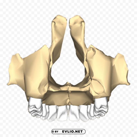 maxilla posterior PNG pictures with alpha transparency