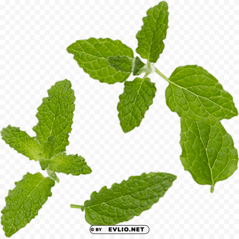 mint leaf Transparent PNG Isolated Subject PNG transparent with Clear Background ID 0ae35448