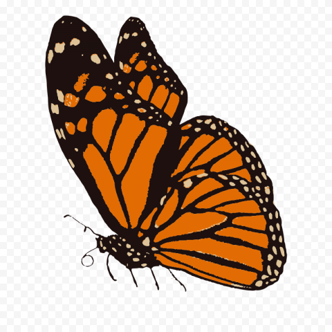 monarch butterfly svg cuts scrapbook cut file cute - free butterfly svg cut files Clear background PNGs