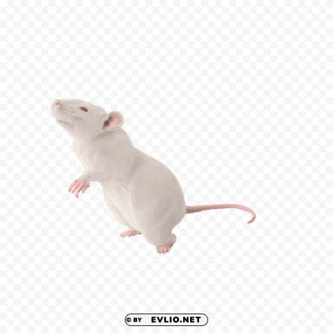 mouse free s Clear PNG