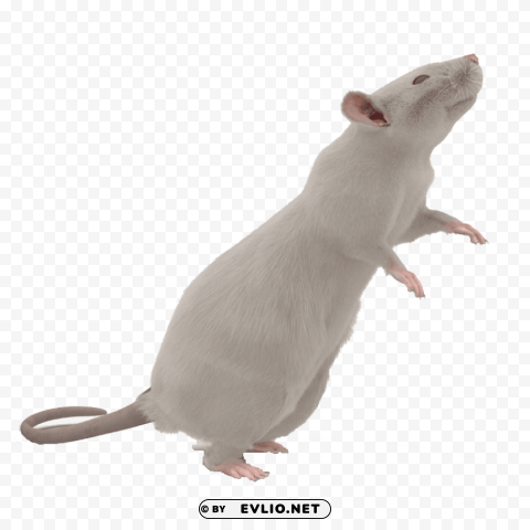 mouse s ClearCut Background PNG Isolated Subject