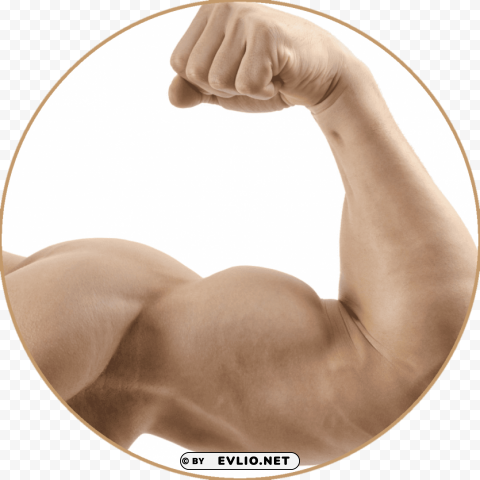 muscle PNG for web design
