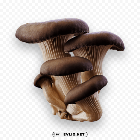 mushroom Transparent PNG pictures complete compilation