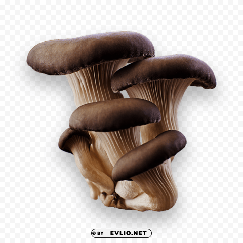 mushroom Transparent PNG pictures complete compilation clipart png photo - 399d989f