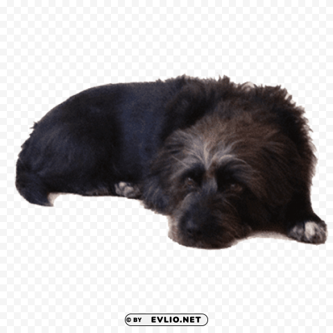 old black dog lying down PNG files with clear backdrop collection