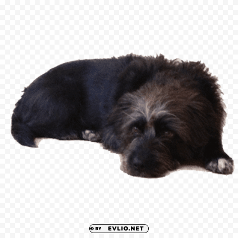 Old Black Dog Lying Down PNG Files With Clear Backdrop Collection