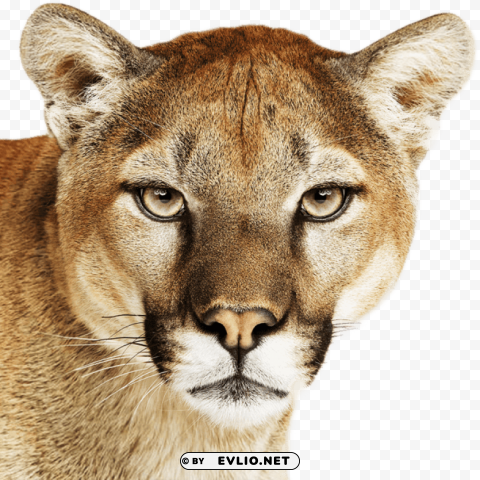 os x mountain lion icon PNG images with transparent canvas compilation