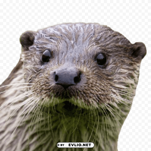 otter close up PNG images with no watermark png images background - Image ID 526142e6