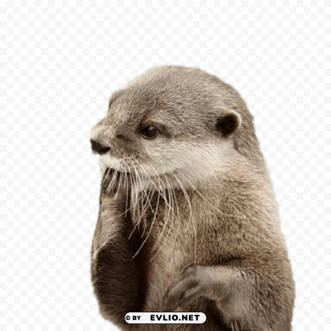 otter fingers in mouth PNG file with no watermark